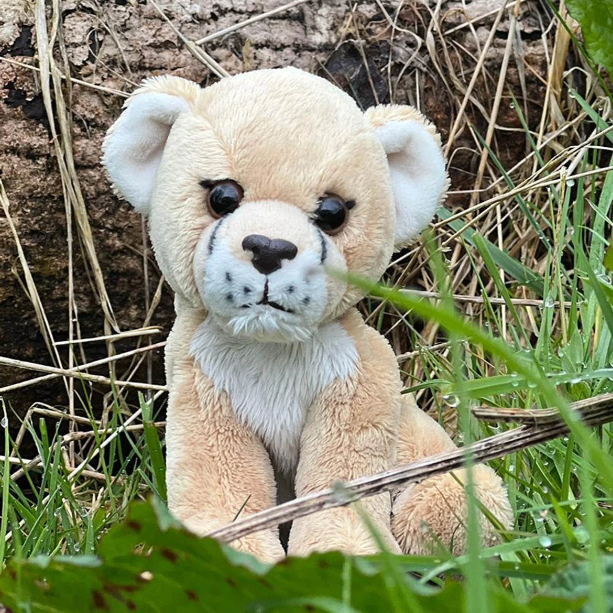 Lioness - Image 2
